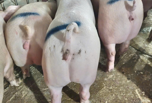 🐷 TRẠI HEO ĐỒNG NAI – NGUỒN CUNG HEO HƠI SẠCH, UY TÍN HÀNG ĐẦU ĐỒNG NAI