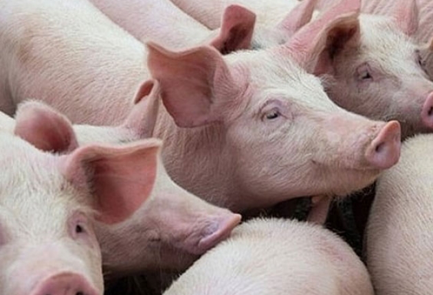 Thịt heo cuối năm tăng giá đột biến